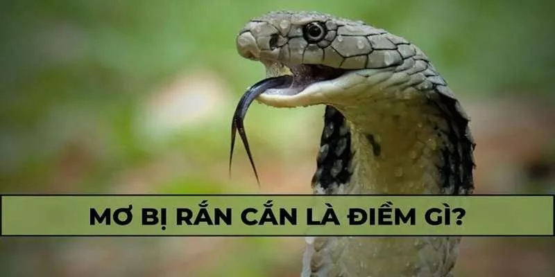 Mơ rắn cắn tại oxbet – Giải mã ý nghĩa và điềm báo trong tâm linh